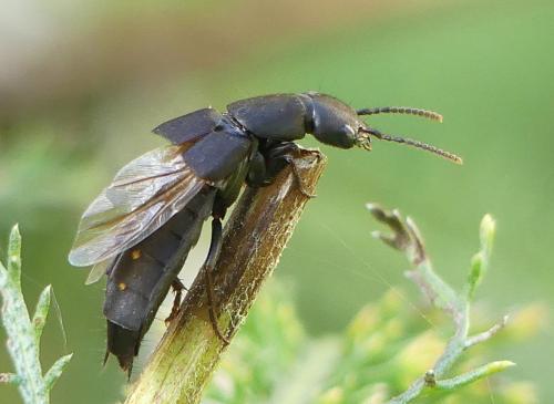 Réf. 364 876 : Ocypus aethiops